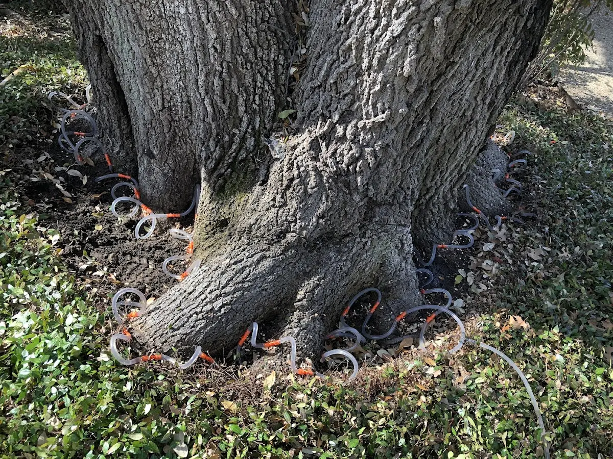 Detailed Tree Cabling and Bracing job site in Pascagoula